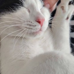 Кот Колян - фото 2