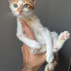 Мистер Кот - фото 2