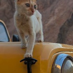 Мистер Кот - фото 3