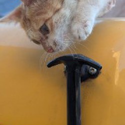 Мистер Кот - фото 4