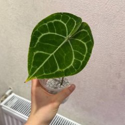 Детки антуриума - фото 2