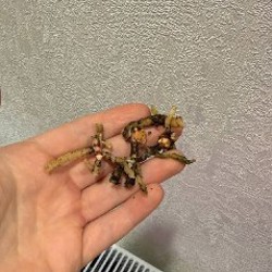 Детки антуриума - фото 3