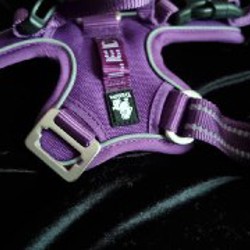 Набор для кошек и маленьких собак - фото 2