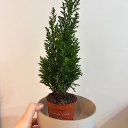 Хвойное растение кипарисовик Лавсона - фото 2