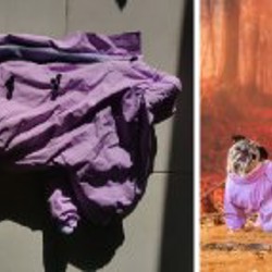 Жилет для собаки - фото 2