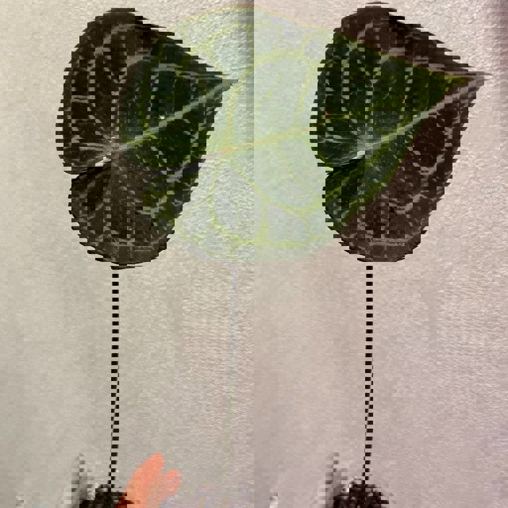 Черенки антуриум жильчатый