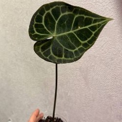 Черенки антуриум жильчатый - фото 1