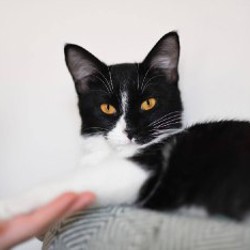 Котенок Малифисента - фото 2