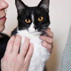 Котенок Малифисента - фото 3