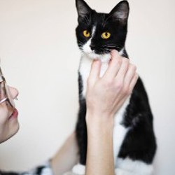 Котенок Малифисента - фото 4