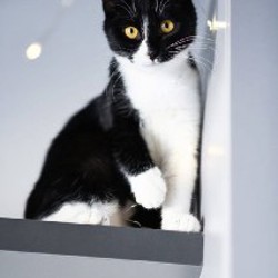 Котенок Малифисента - фото 5