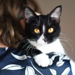 Котенок Малифисента - фото 6