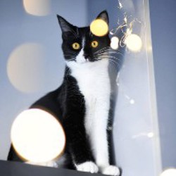 Котенок Малифисента - фото 7