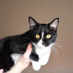 Котенок Малифисента - фото 8