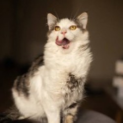 Хепри - фото 2