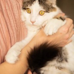 Хепри - фото 4