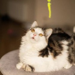 Хепри - фото 7