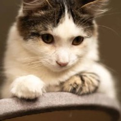 Хепри - фото 8