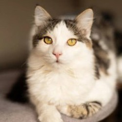 Хепри - фото 9