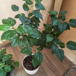 Пеларгония розовая - фото 1