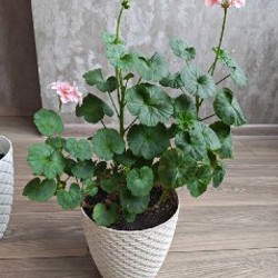 Пеларгония розовая - фото 2