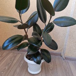 Пеларгония розовая - фото 4