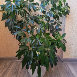 Пеларгония розовая - фото 5