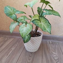 Пеларгония розовая - фото 6