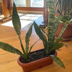 Растения - фото 2