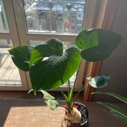 Растения - фото 3