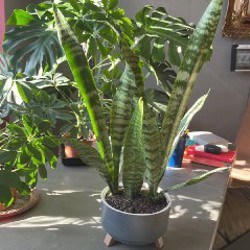 Растения - фото 4