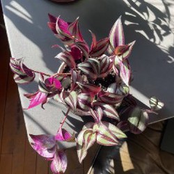 Растения - фото 5