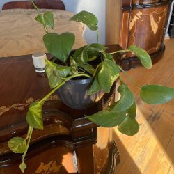 Растения - фото 6