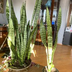 Растения - фото 7