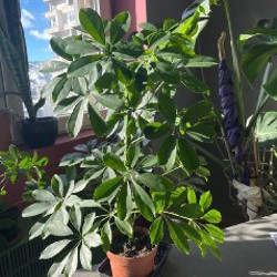 Растения - фото 8