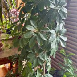 Растения - фото 9