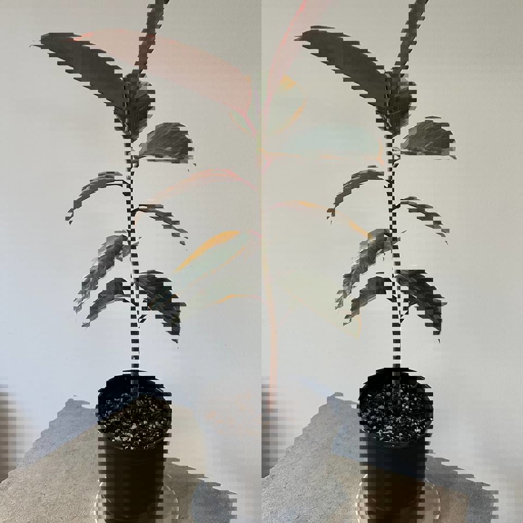 Фикус эластика