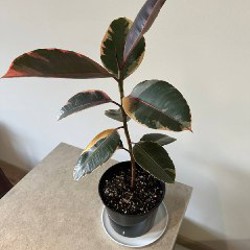 Фикус эластика - фото 2