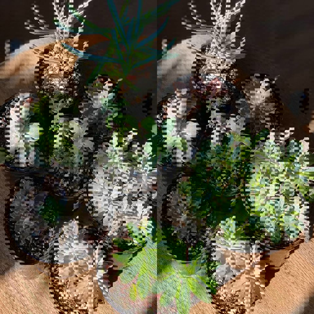 Суккуленты