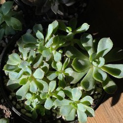 Суккуленты - фото 2