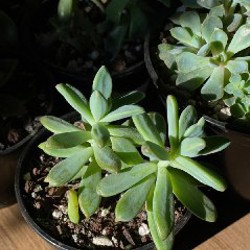 Суккуленты - фото 3