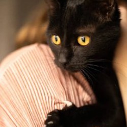 Котёнок - фото 2