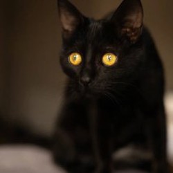 Котёнок - фото 3