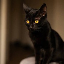 Котёнок - фото 4