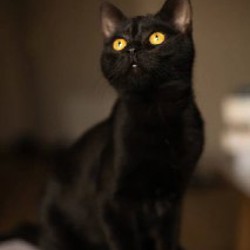 Котёнок - фото 5