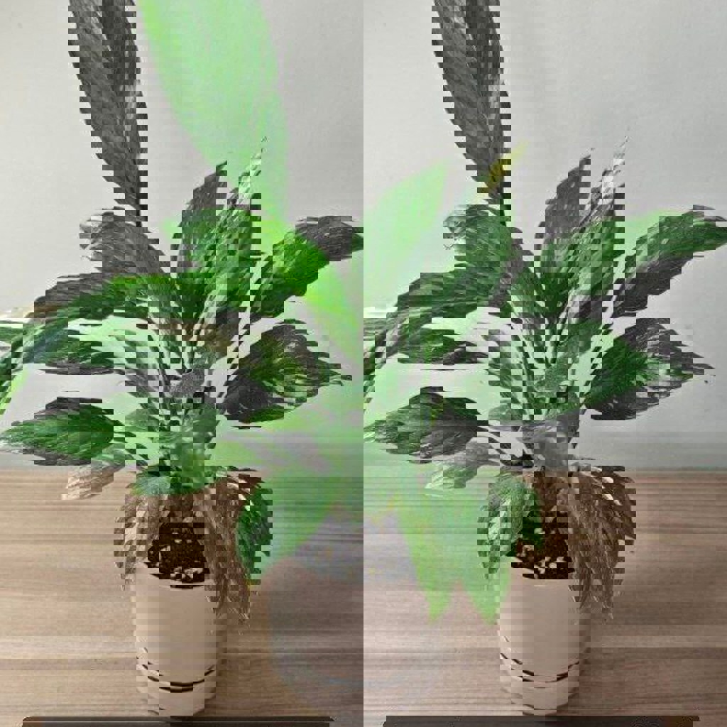 Эпипремнум Марбл Квин