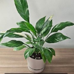 Эпипремнум Марбл Квин - фото 1