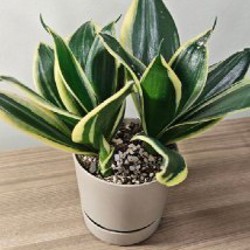 Эпипремнум Марбл Квин - фото 2