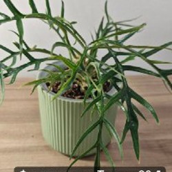 Эпипремнум Марбл Квин - фото 3