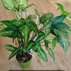 Эпипремнум Марбл Квин - фото 4